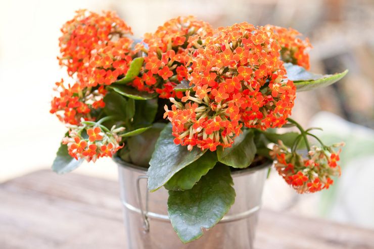 Kalanchoe