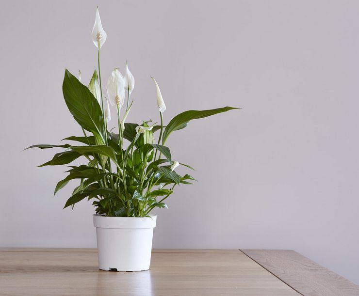 Spathiphyllum