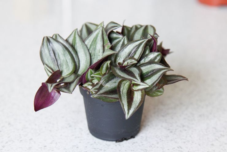 Tradescantia