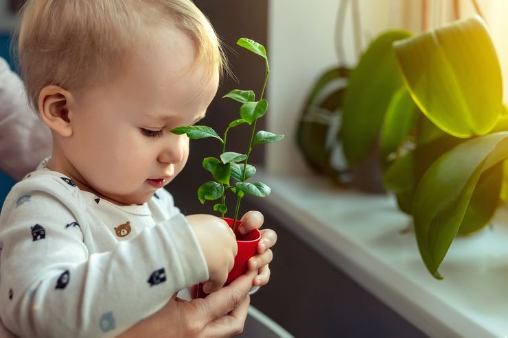 Top 10 indendørs planter til planteskole