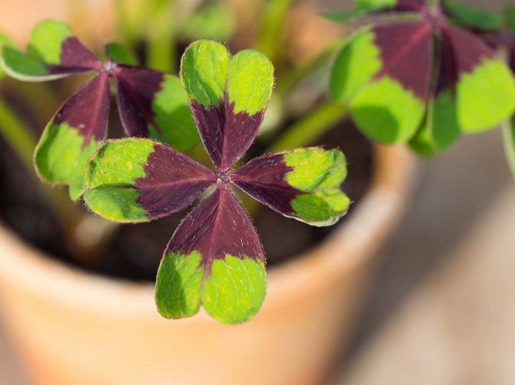 Oxalis eller oxalis indendørs er en urteagtig stueplante, der bringer held og lykke i alle spørgsmål.