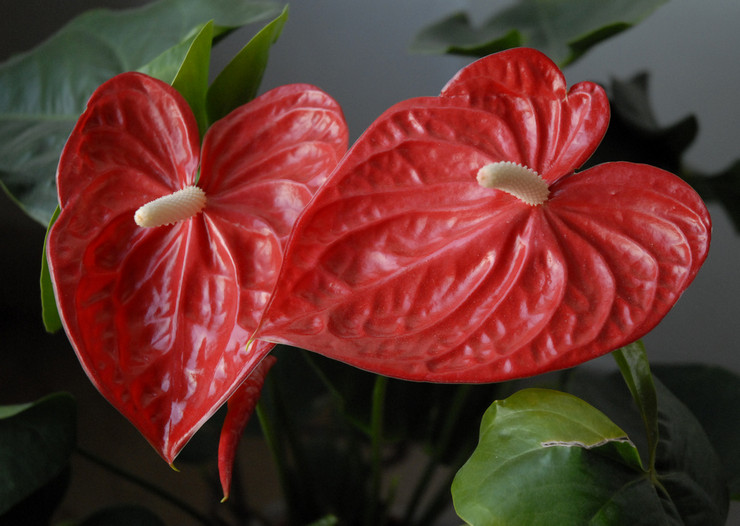 Anthurium je považované za kvetinu, ktorá prináša šťastie predovšetkým mužom.