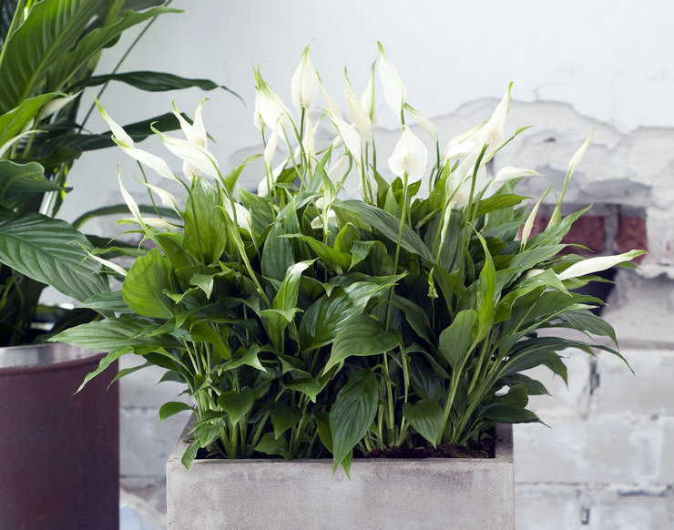 Spathiphyllum je najobľúbenejšia kvetina, ktorá prináša do domu šťastie, alebo skôr ženské šťastie.