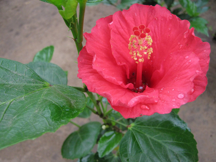 Ibištek alebo „čínska ruža“ je rastlina, ktorá prináša vášeň jednotlivcom a párom.