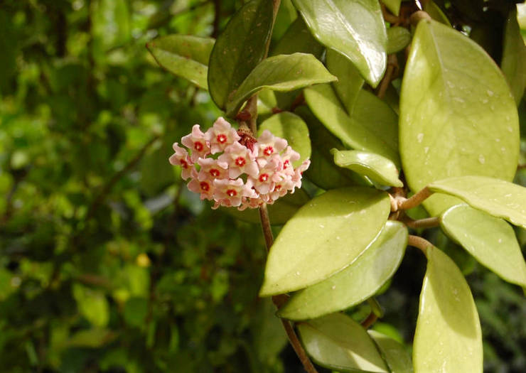 Hoya alebo „voskový brečtan“ je ázijský kvitnúci ker s mnohými kvetenstvami v tvare gule.