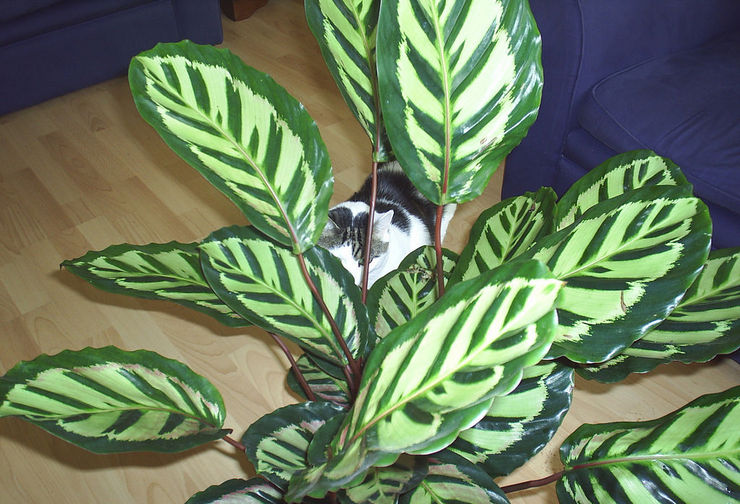 Den uhøjtidelige og tålmodige calathea betragtes som en familieblomst, der styrker ægteskabsforeningen og gør den stærk og glad i mange år.