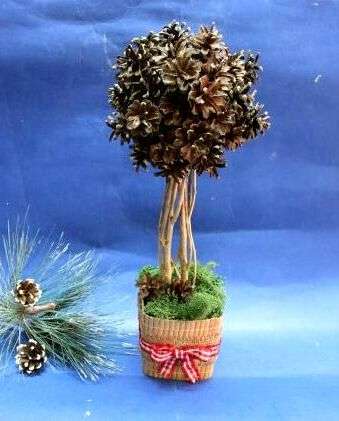 Topiary of cones, en mesterklasse trin for trin med et foto