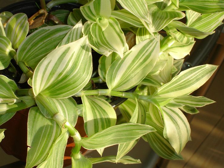 Tradescantia بيضاء المزهرة