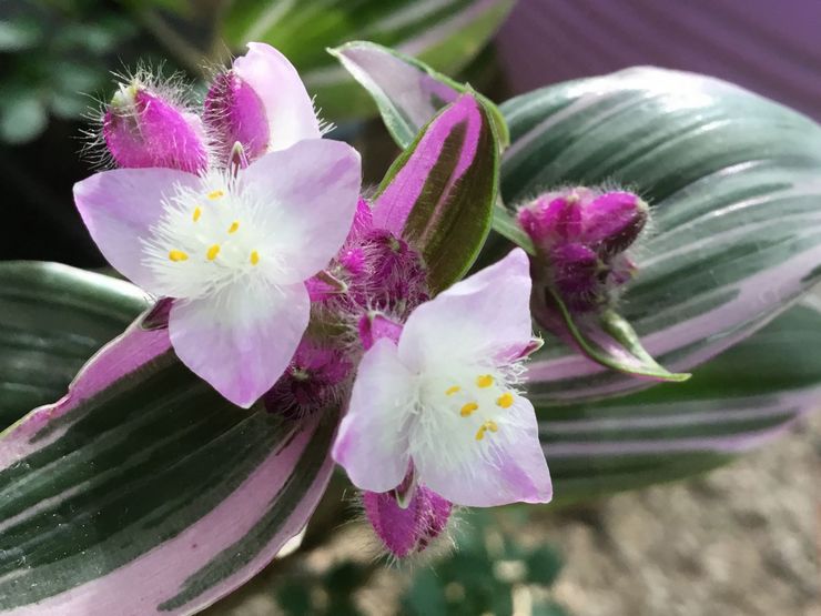 Tradescantia Blossfeld