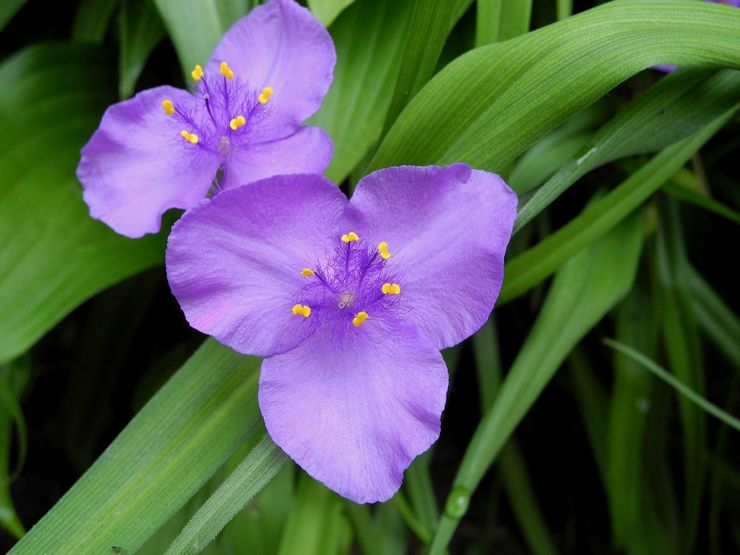 فرجينيا Tradescantia