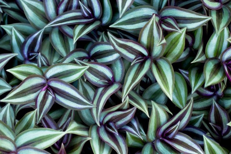 Tradescantia حمار وحشي