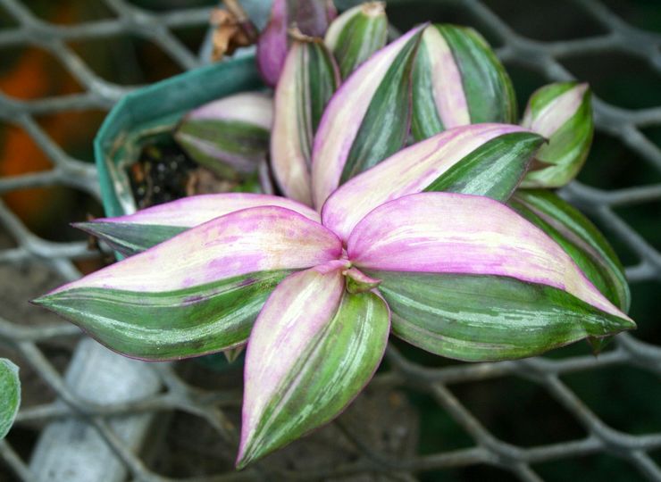 Tradescantia موتلي