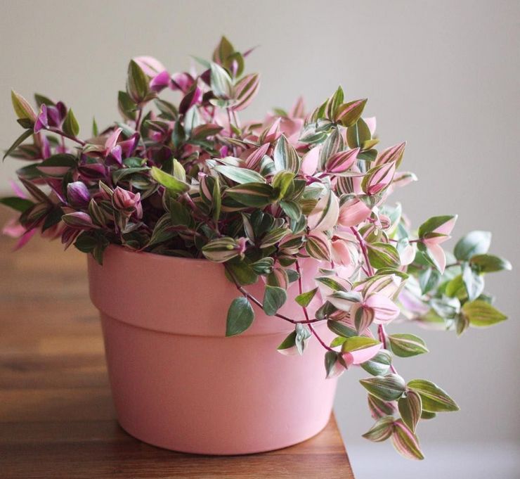 الرعاية المنزلية ل tradescantia