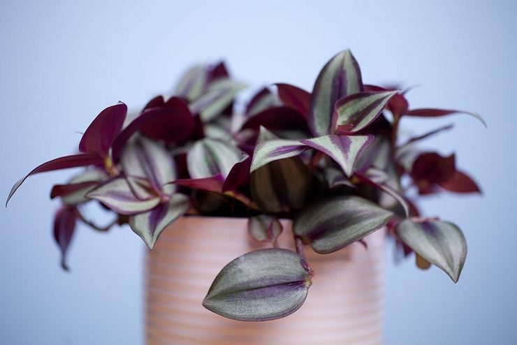 غرفة tradescantia