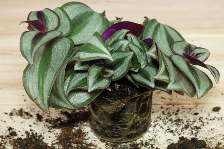 زرع Tradescantia