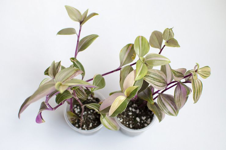 طرق تربية Tradescantia