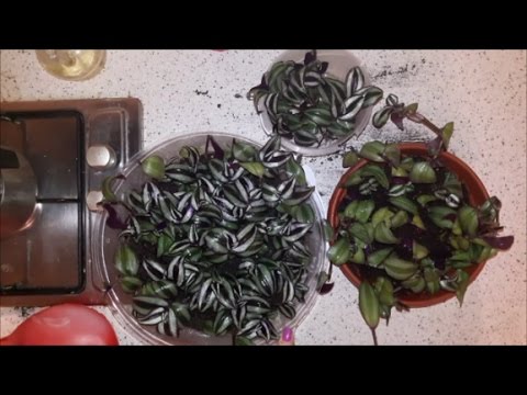 Tradescantia. القطع والزرع وإعادة التجذير.