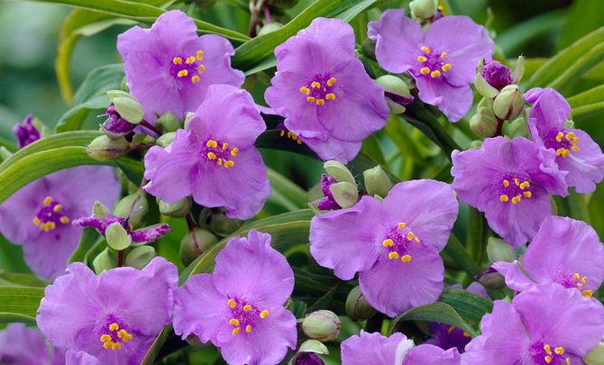 Der er forskellige hybrider i Tradescantia med forskellige blomsterfarver.