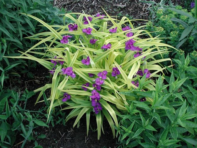 Det bedste sted at plante Tradescantia er et skraveret og befrugtet blomsterbed på stedet