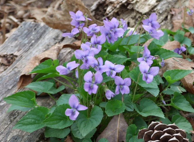 الخصائص العلاجية لـ Tradescantia