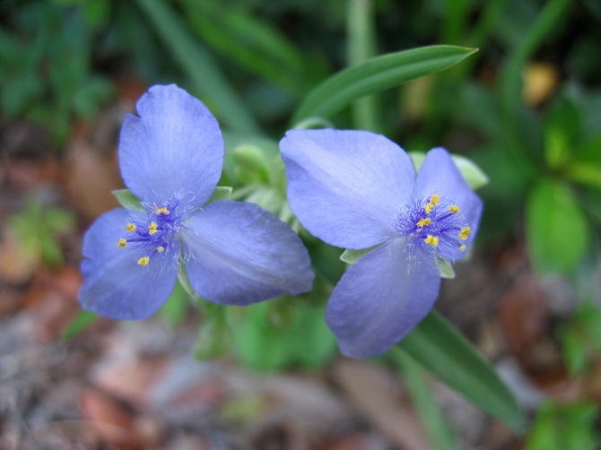 Tradescantia on puutarha. Hoitotyö ja lisääntyminen. Parantavia ominaisuuksia