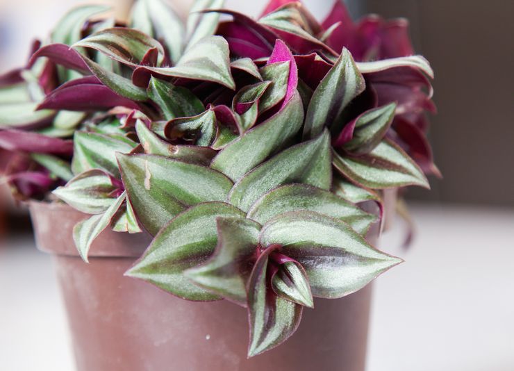 مصنع Tradescantia