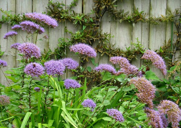 Plantning og pleje af tracheliet