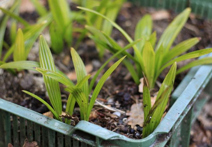 تزايد Trachycarpus من البذور