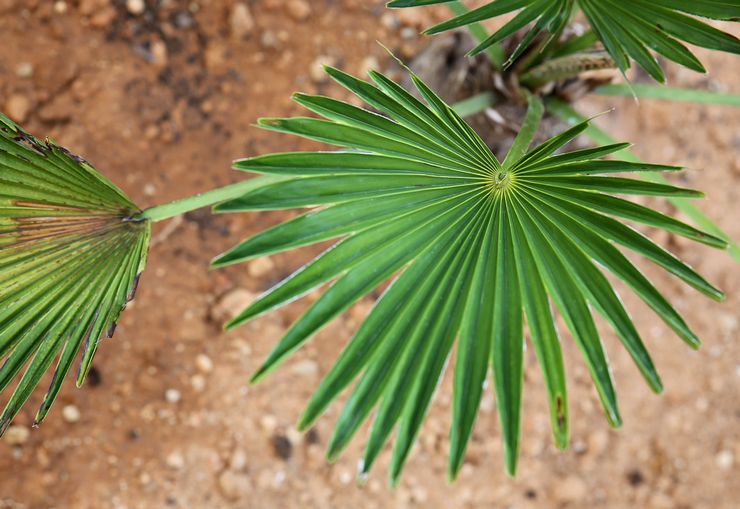 Sygdomme og skadedyr i trachycarpus