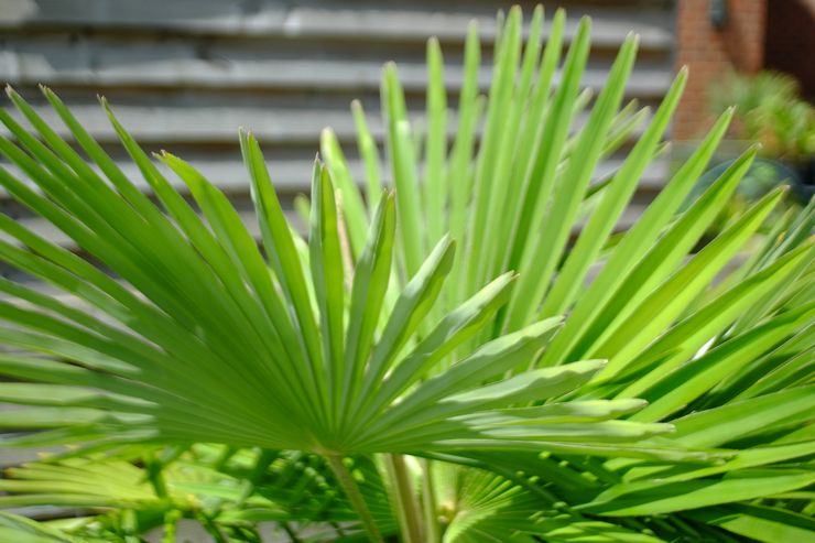 Beskrivelse af trachycarpus