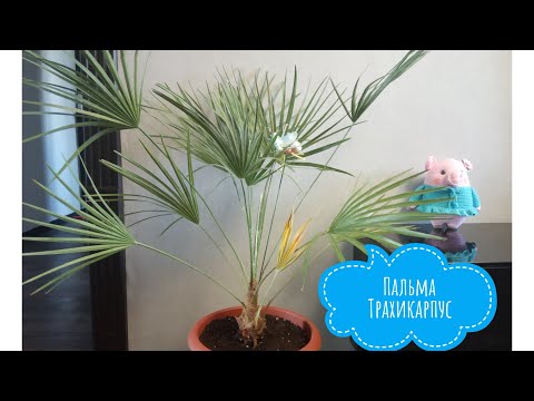 SÅDAN PLANTER DU EN PALM / TRACHICARPUS / CARE / ROOTS GIANTS :)