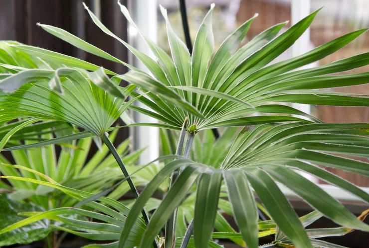 نبات Trachycarpus