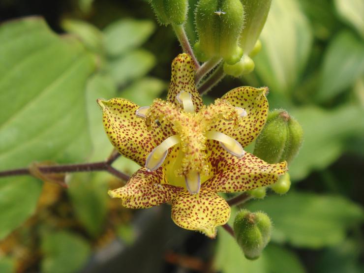 Tricirtis bredbladet