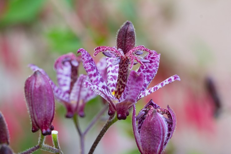 Tricirtis قصير الشعر