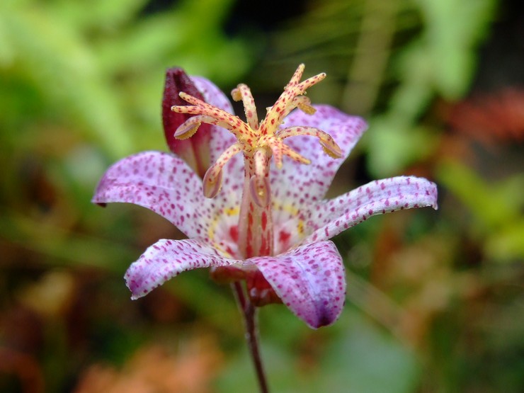 Karakteristika for tricyrtisblomsten