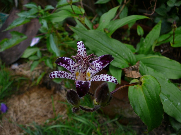 Plantning af tricirtis