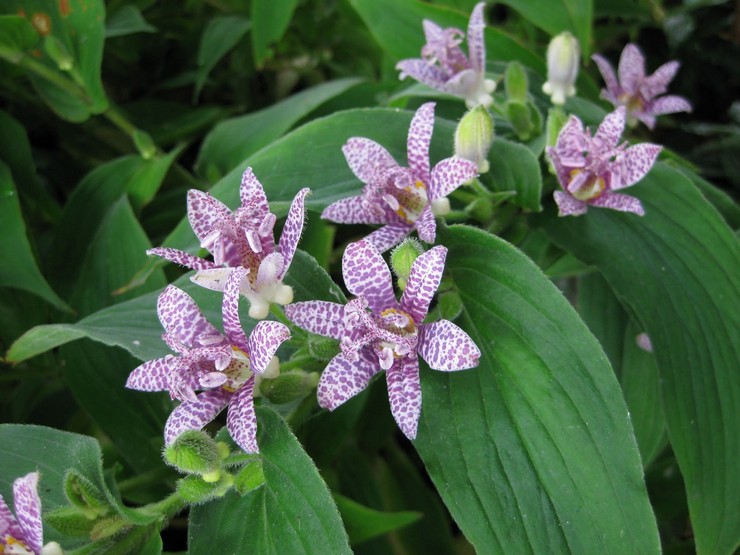 Pasning af tricirtis i haven