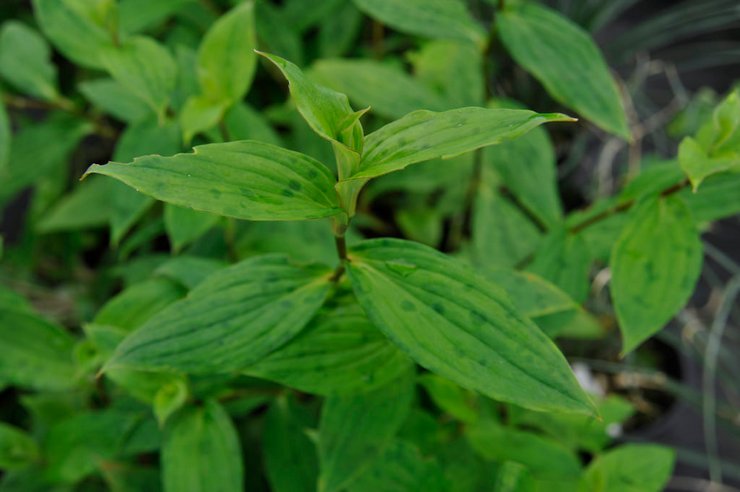 فصل الشتاء من tricyrtis