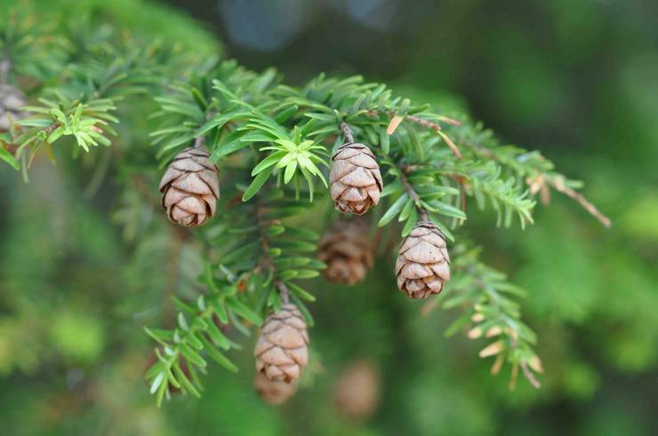 Beskrivelse af hemlock planten