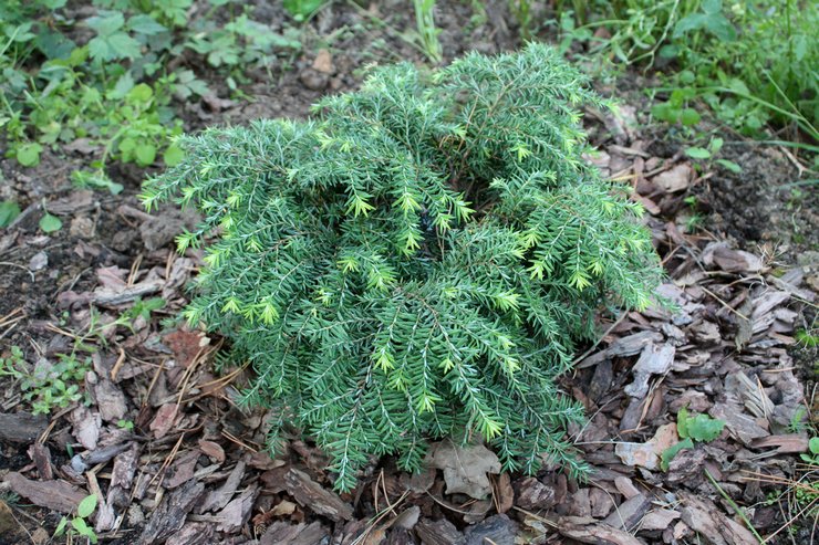 Kasvava hemlock