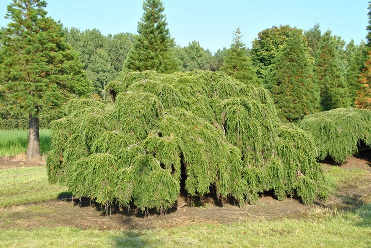 Kanadan hemlock