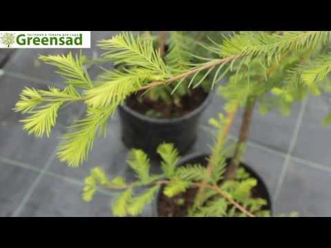 Canadian Gemlock, Canadian Hemlock - video -arvostelu Greensadilta