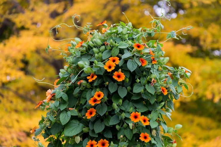 Tunbergia - plantning og pleje i det åbne felt. Voksende tunbergia fra frø, formeringsmetoder. Beskrivelse, typer. Foto