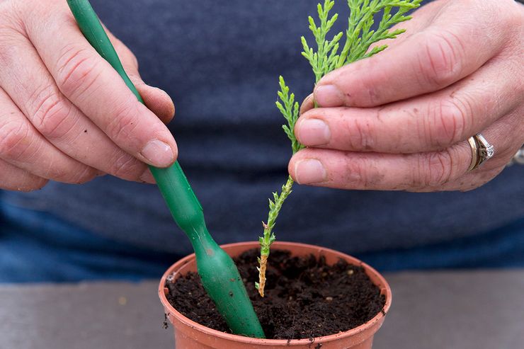 Thuja stiklinger