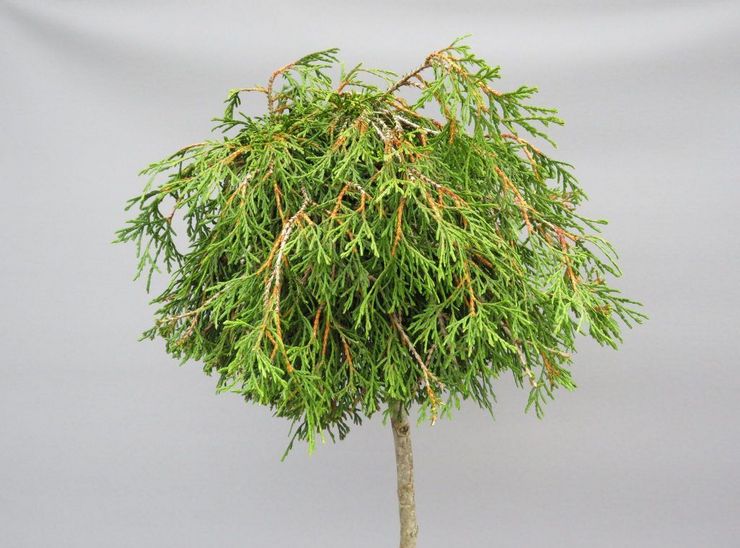 Thuja foldede