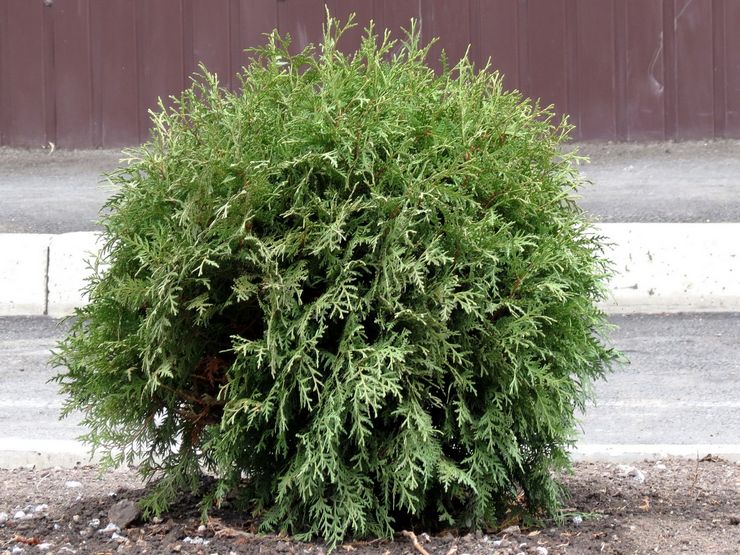 Thuja koreansk