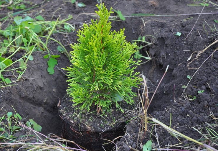 Plantning af thuja i åbent terræn