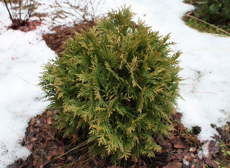 Talvehtiva thuja