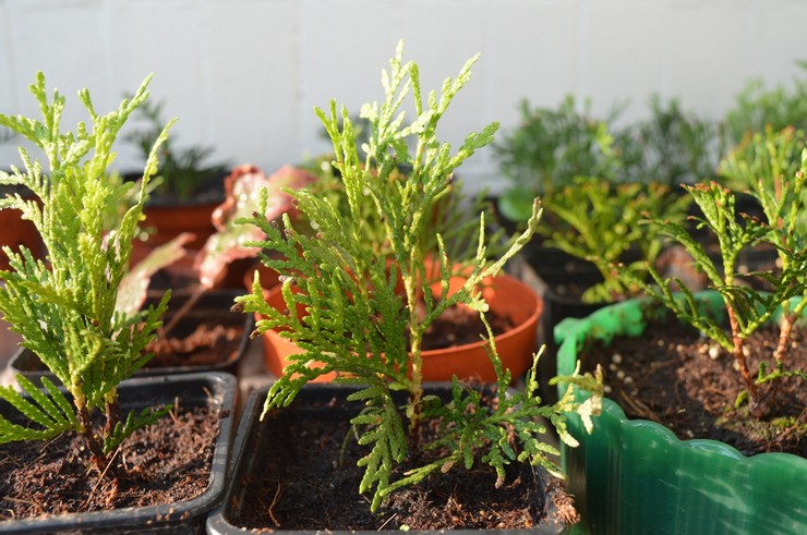 Voksende thuja hjem