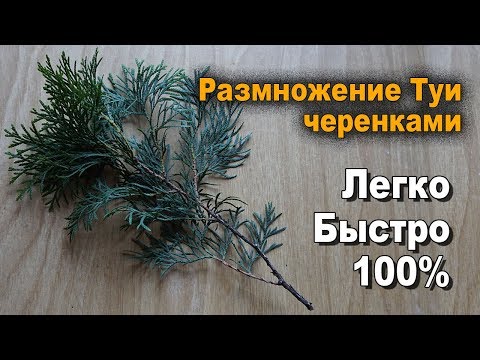 استنساخ وزراعة قصاصات thuja بأيديهم في المنزل